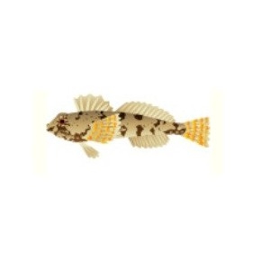 Stellars Sculpin